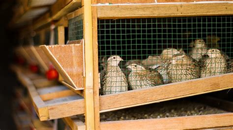 best quail coop design|5 Best Quail Cages That Make Raising Quail Easy